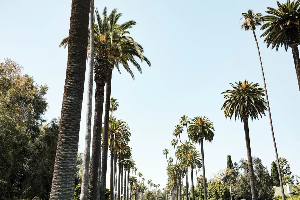 Tall palm trees lining a sunny street in Beverly Hills under a clear blue sky