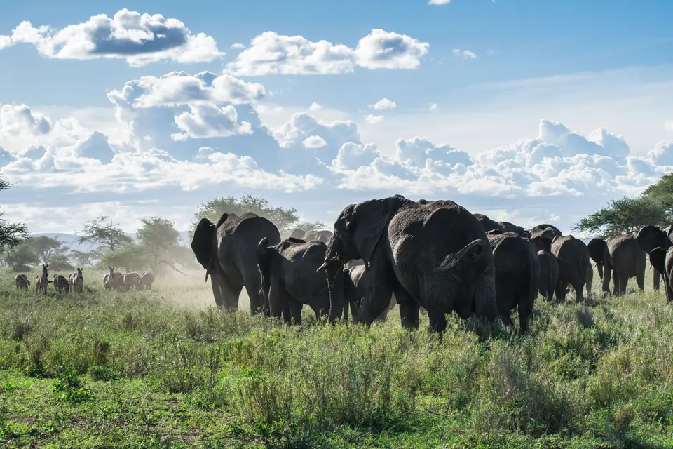 A herd of African elephants and a group of zebras on green savanna under towering white clouds in Tanzania